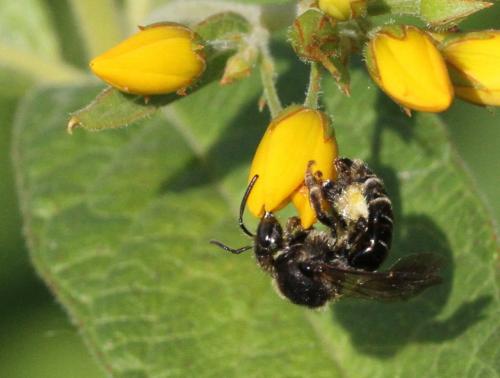 Macropis europaea
